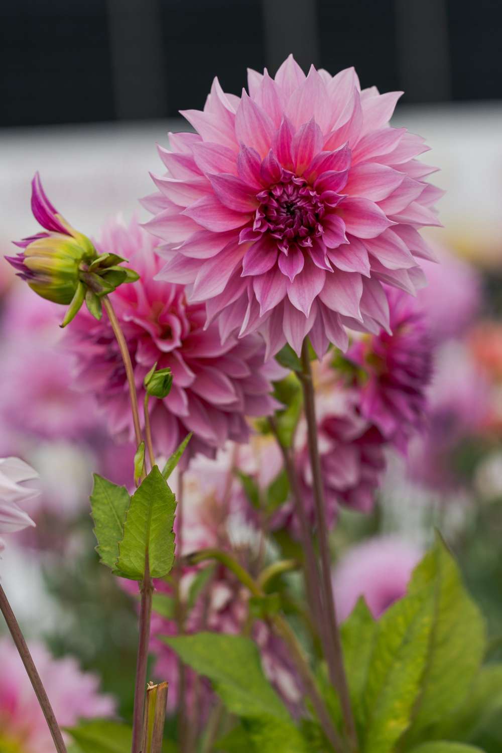 Dahlia 'Cafe au Lait Rose'